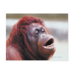 Portrait of orangutan postcard