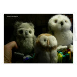 Portrait of Owls Greeting Cards