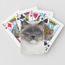 Portrait of Ragdoll cat