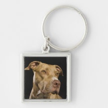 Portrait of red nose pitbull with black key chain