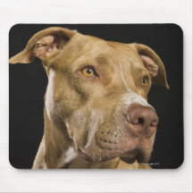 Portrait of red nose pitbull with black mousepad