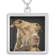 Portrait of red nose pitbull with black necklaces