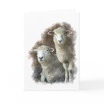 Portrait of Sheep cards