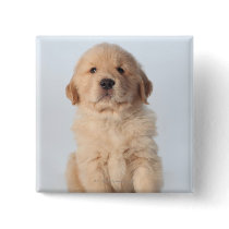 Portrait of six week old golden retriever puppy. pin