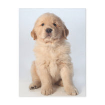 Portrait of six week old golden retriever puppy. postcards