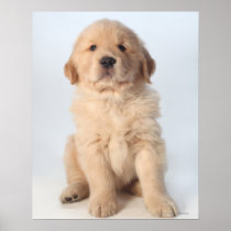 Portrait of six week old golden retriever puppy. posters