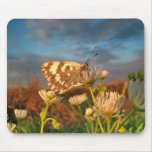 Portrait of the Butterfly