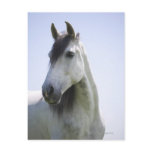 portrait of white horse postcard