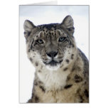Portraiture Card