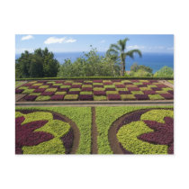 Portugal, Madeira Island, Funchal. Botanical Postcard