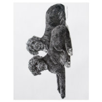 Portuguese Water Dogs Full Color Flyer
