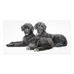 Portuguese Water Dogs Picture Card