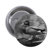 Posing Duck In B&W Buttons