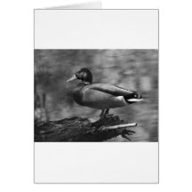 Posing Duck In B&W Card