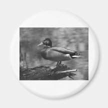Posing Duck In B&W Fridge Magnets