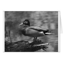 Posing Duck In B&W Greeting Cards