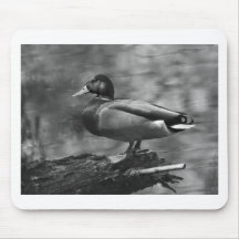 Posing Duck In B&W Mouse Pad