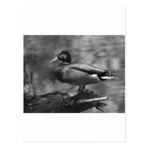 Posing Duck In B&W Post Card