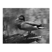 Posing Duck In B&W Postcard
