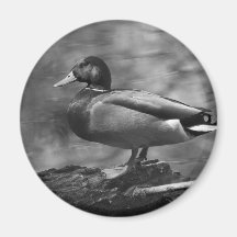 Posing Duck In B&W Refrigerator Magnets