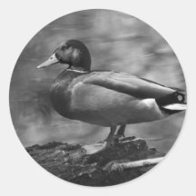 Posing Duck In B&W Round Sticker