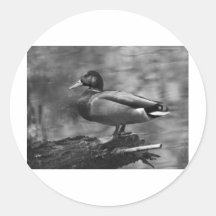 Posing Duck In B&W Round Stickers