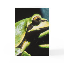 Posing Frog Greeting Cards