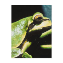 Posing Frog Postcards