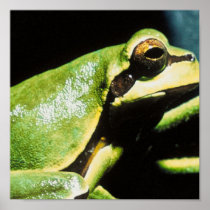 Posing Frog Poster