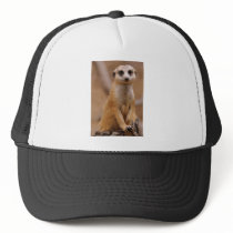 Posing Meerkat Mesh Hats