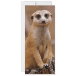 Posing Meerkat invitations
