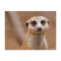 Posing Meerkat Postcards