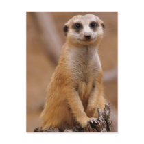 Posing Meerkat Postcards
