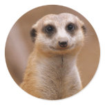 Posing Meerkat stickers