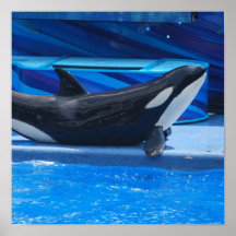 Posing Orca Poster