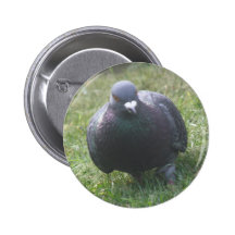 Posing Pigeon Button