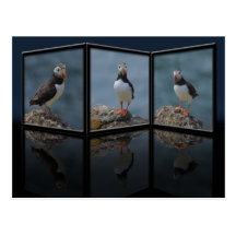 Posing Puffin Postcard