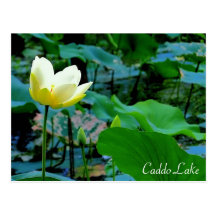 Post Card - Lily-001