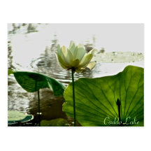 Post Card - Lily-002