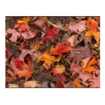 Postcard/Autumn