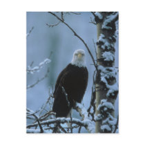 Postcard / Bald Eagle in Winter Snow