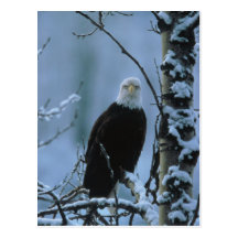 Postcard / Bald Eagle in Winter Snow