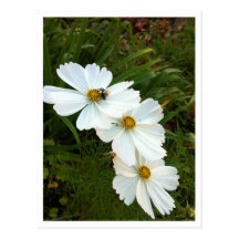 Postcard: Bee on White Cosmos Flowers