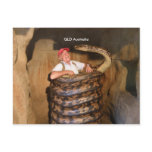 Postcard Big Snake QLD Australia Large Snake