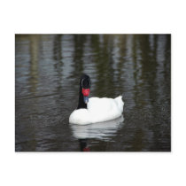Postcard - Black-necked Swan
