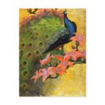 Postcard: Blue Peacock