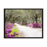 Postcard - Bonaventure Azaleas