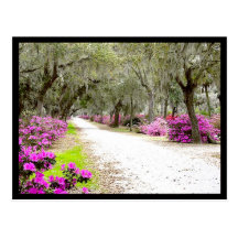 Postcard - Bonaventure Azaleas