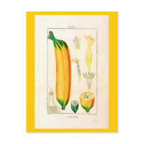 Postcard-Botanicals-Banana 2