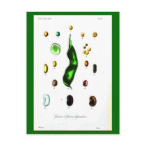 Postcard-Botanicals-Beans